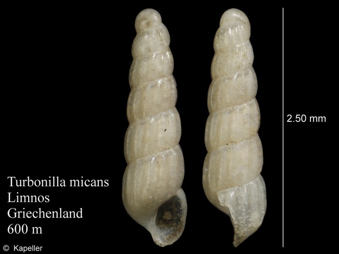 Turbonilla micans Turbonilla micans