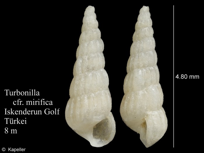 Turbonilla mirifica