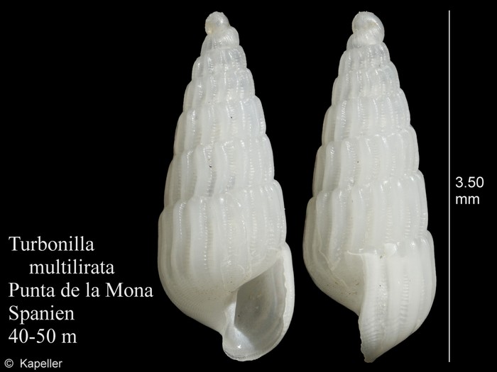 Turbonilla multilirata Turbonilla multilirata