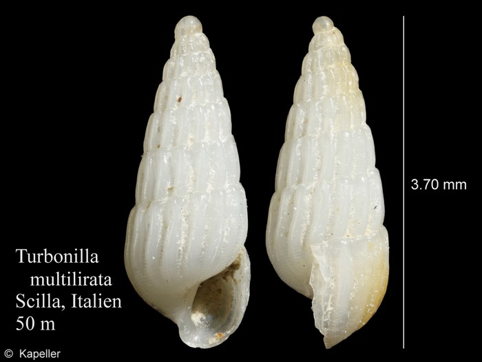Turbonilla multilirata Turbonilla multilirata