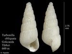 Turbonilla obliquata