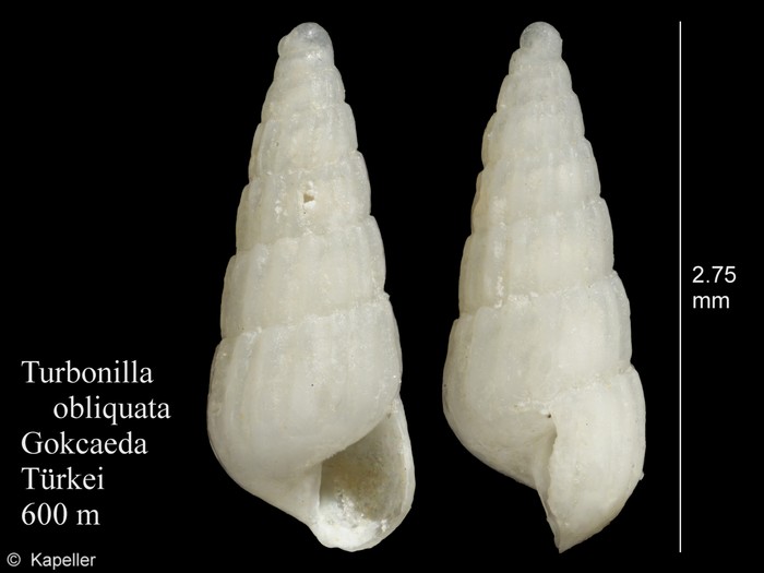 Turbonilla obliquata