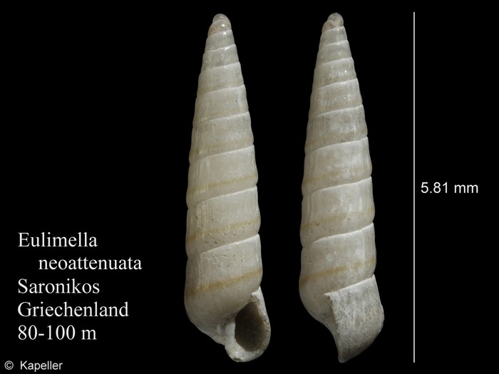 Eulimella neoattenuata Eulimella neoattenuata