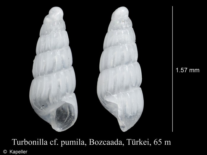 Turbonilla pumila