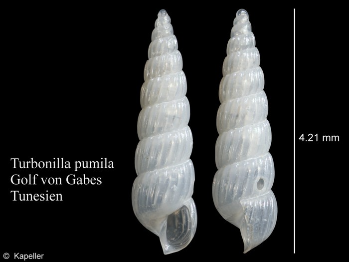 Turbonilla pumila