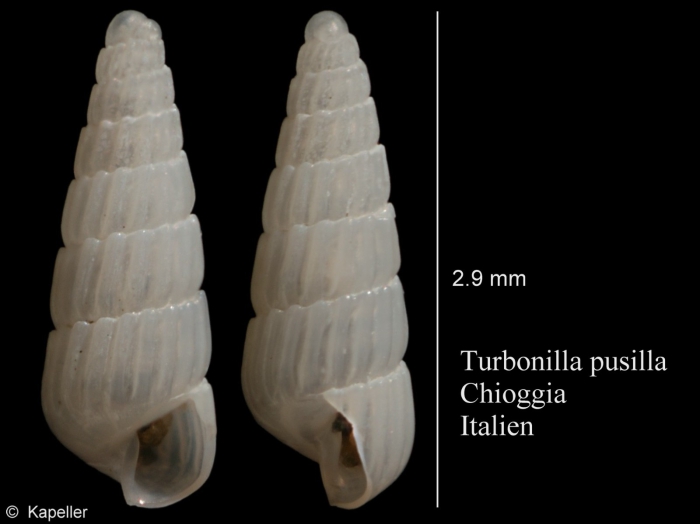 Turbonilla pusilla