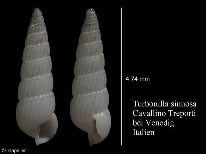 Turbonilla sinuosa