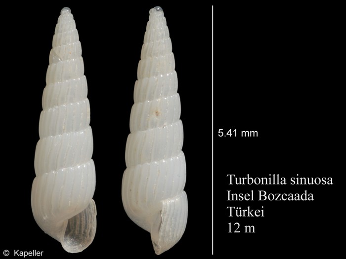 Turbonilla sinuosa Turbonilla sinuosa