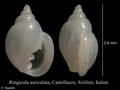 Mollusca (molluscs)