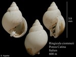 Ringicula ciommeii