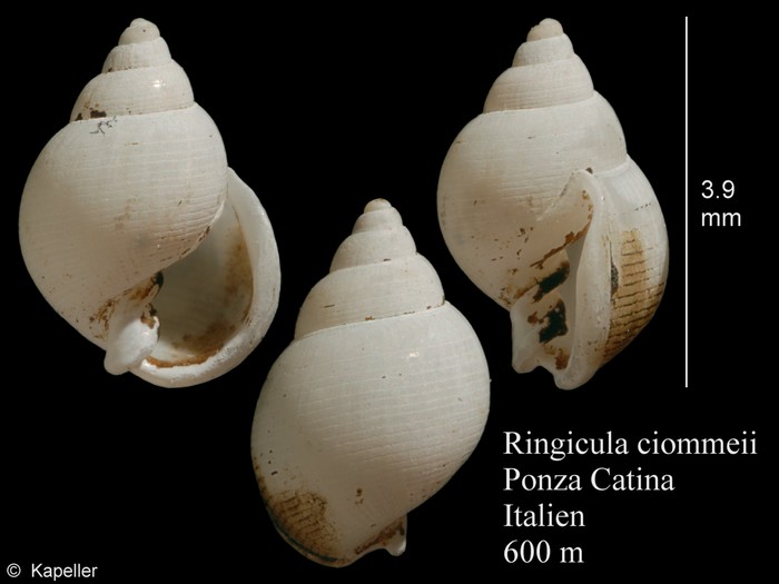 Ringicula ciommeii Ringicula ciommeii