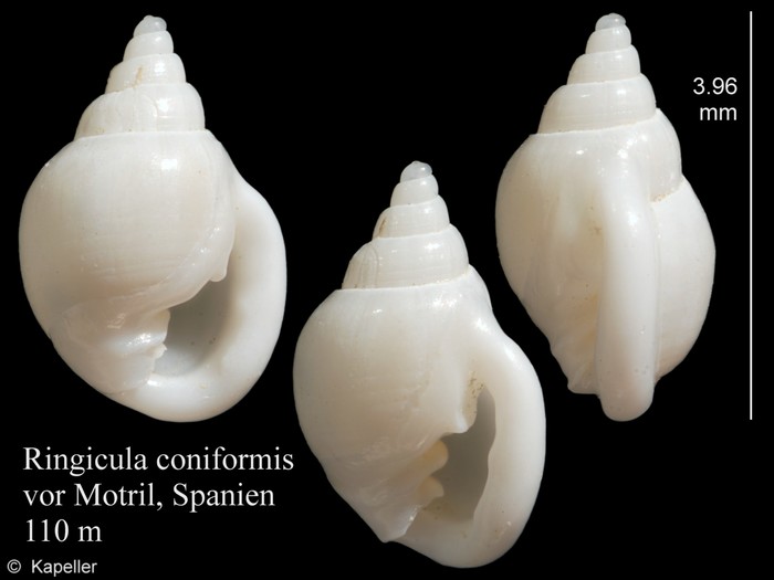 Ringicula conformis