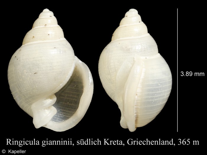 Ringicula gianninii Ringicula gianninii