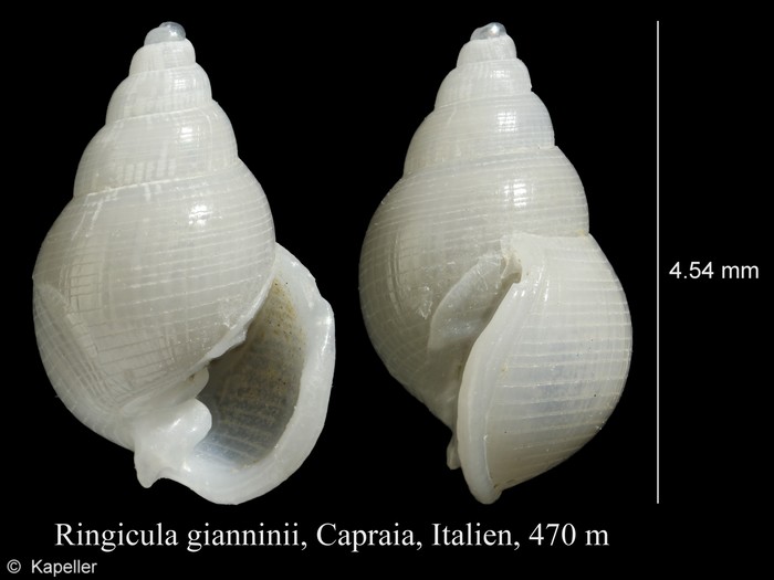 Ringicula gianninii Ringicula gianninii