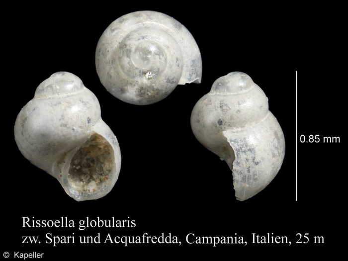 Rissoella globularis Rissoella globularis