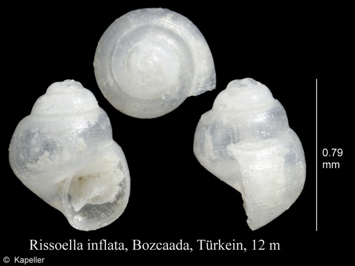 Rissoella inflata Rissoella inflata