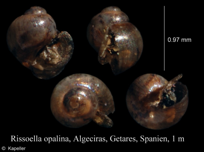 Rissoella opalina Rissoella opalina