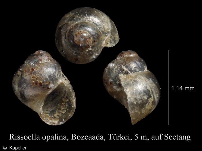 Rissoella opalina Rissoella opalina