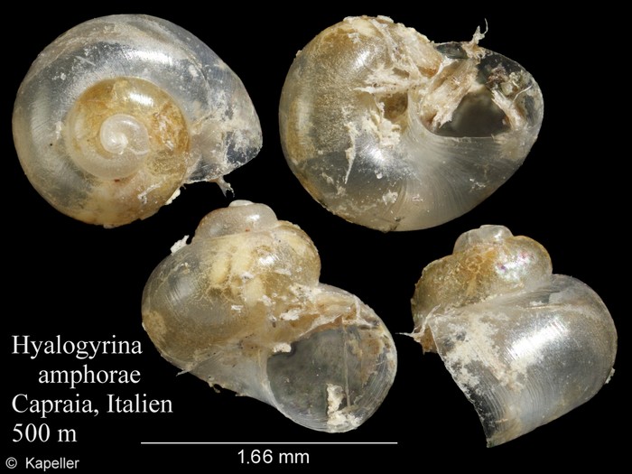 Hyalogyrina amphorae