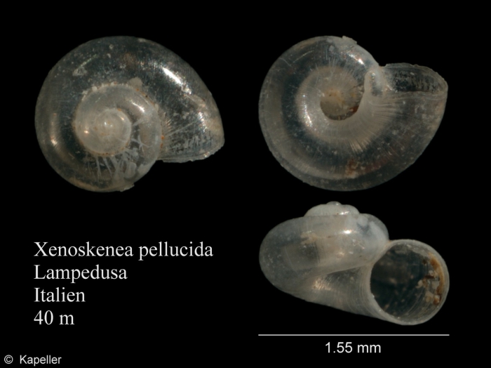 Xenoskenea pellucida