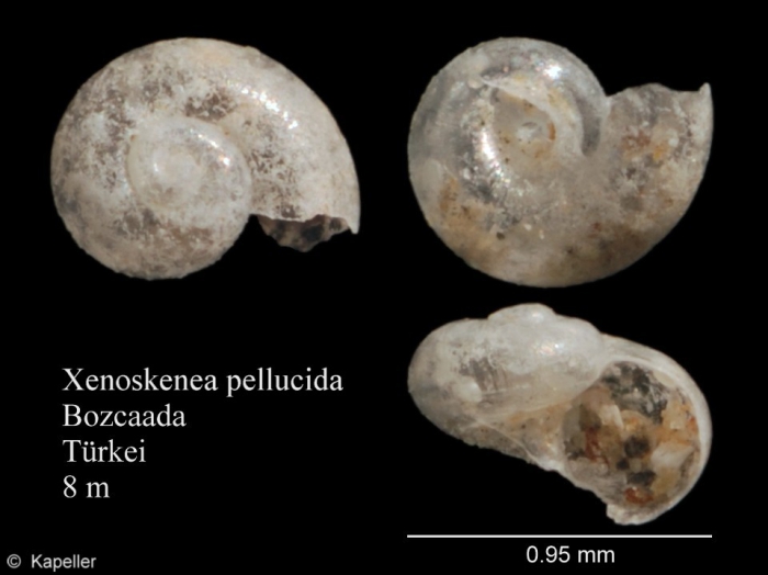 Xenoskenea pellucida