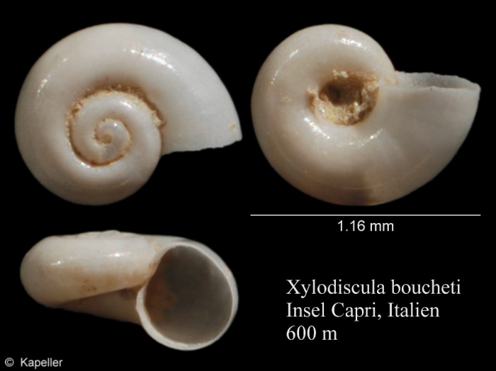 Xylodiscula boucheti Xylodiscula boucheti