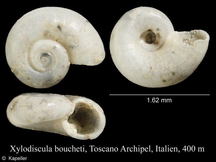 Xylodiscula boucheti Xylodiscula boucheti