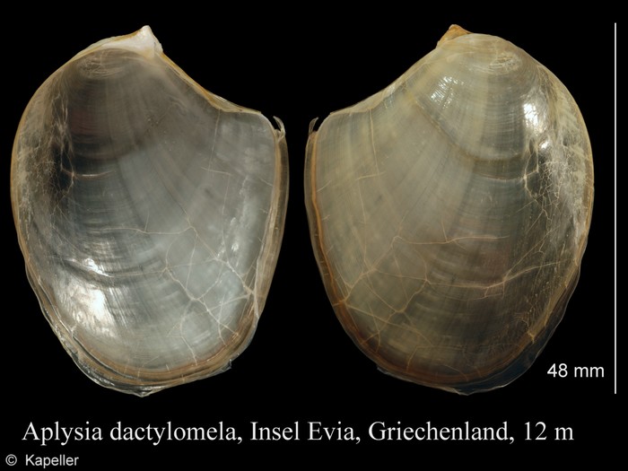 Aplysia dactylomela Aplysia dactylomela