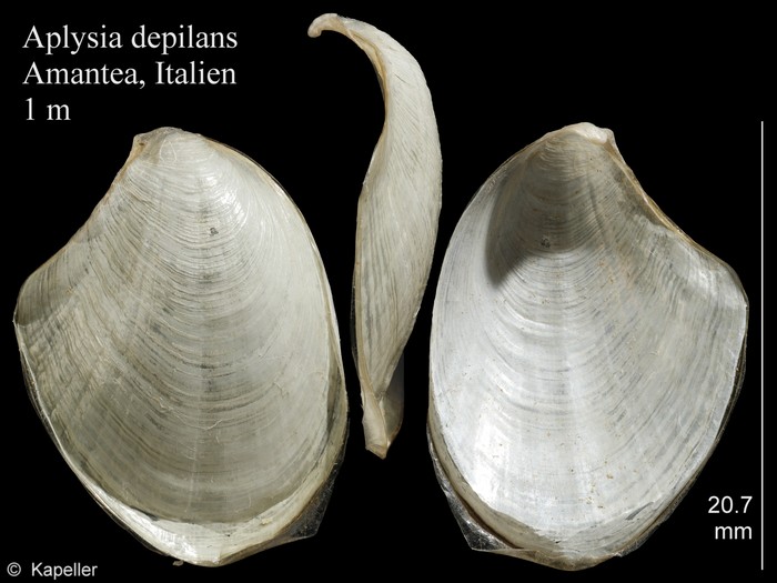 Aplysia depilans