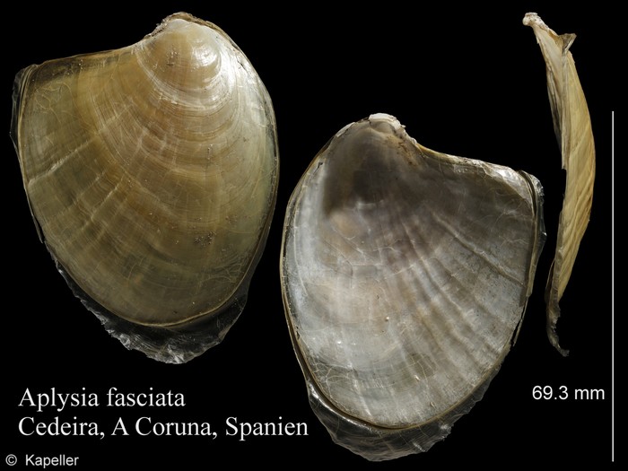 Aplysia fasciata Aplysia fasciata