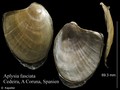 Mollusca (molluscs)