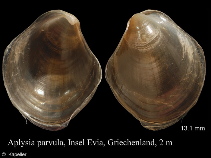 Aplysia parvula