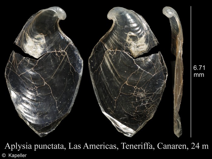 Aplysia punctata Aplysia punctata
