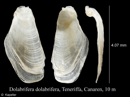 Dolabrifera dolabrifera