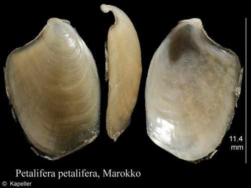 Petalifera petalifera