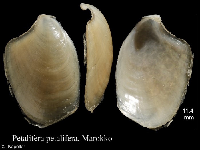 Petalifera petalifera