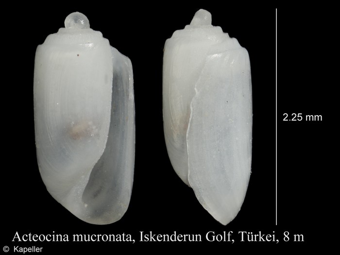 Acteocina mucronata Acteocina mucronata