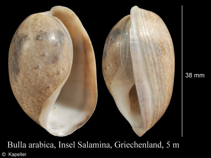 Bulla arabica Bulla arabica