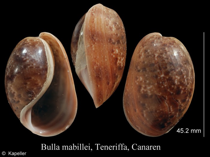 Bulla mabillei Bulla mabillei