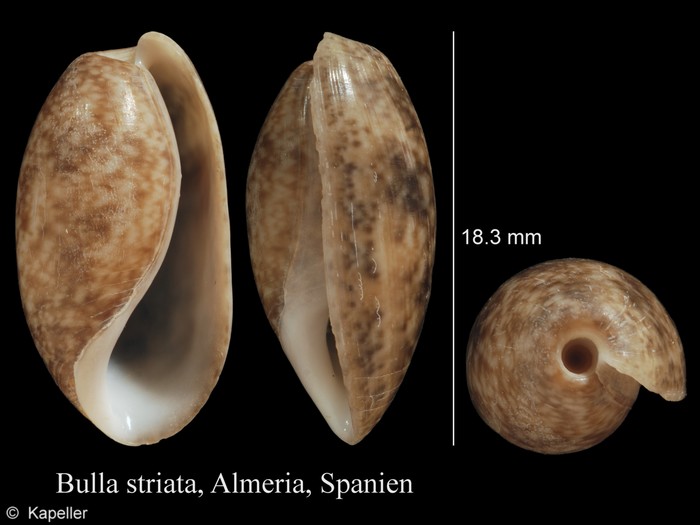 Bulla striata