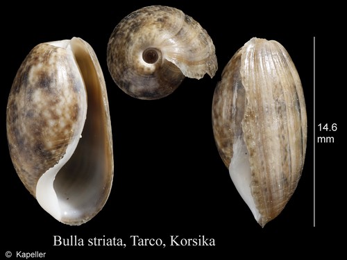 Bulla striata