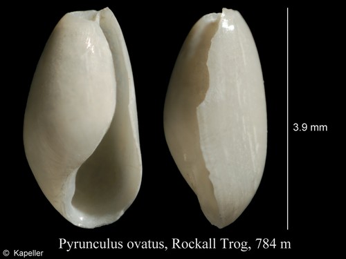 Pyrunculus ovatus