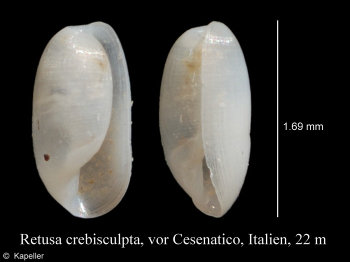 Retusa crebrisculpta Retusa crebrisculpta