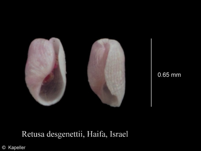 Retusa desgenettii Retusa desgenettii