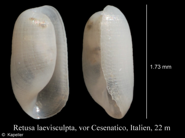 Retusa laevisculpta