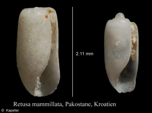 Retusa mammillata