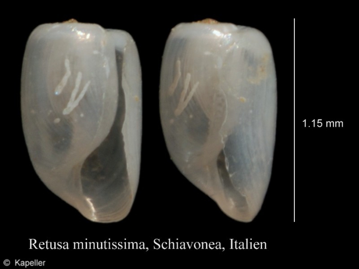 Retusa minutissima Retusa minutissima