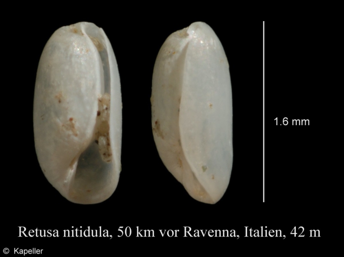 Retusa nitidula Retusa nitidula