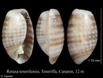 Retusa tenerifensis