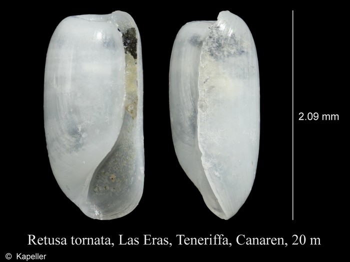 Retusa tornata Retusa tornata